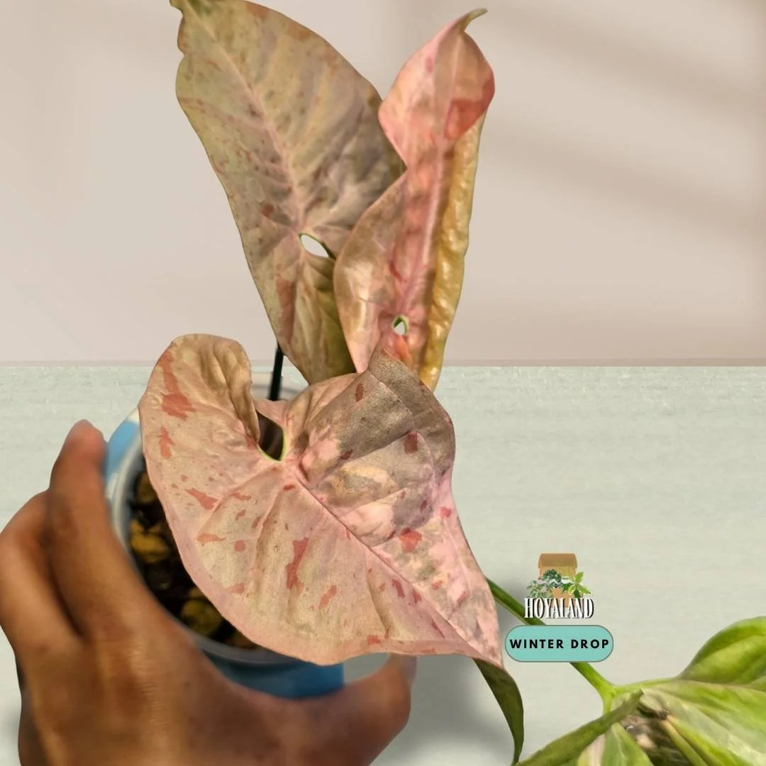 Established Syngonium Double Pink showing intense Pink Splash mutation across deep green arrowhead foliage