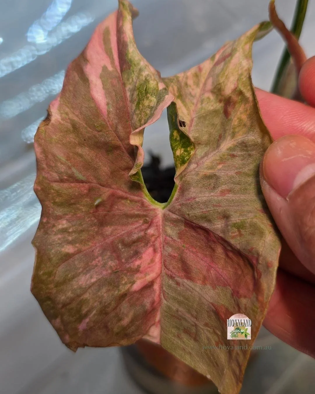 Syngonium confetii mutation (2).jpg