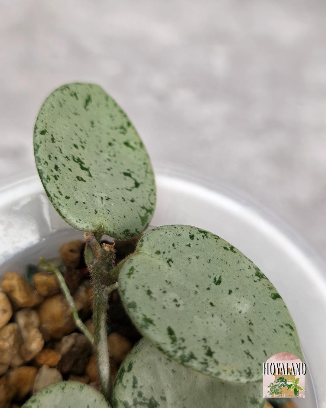 Hoya Grey Fairy B (2).jpg