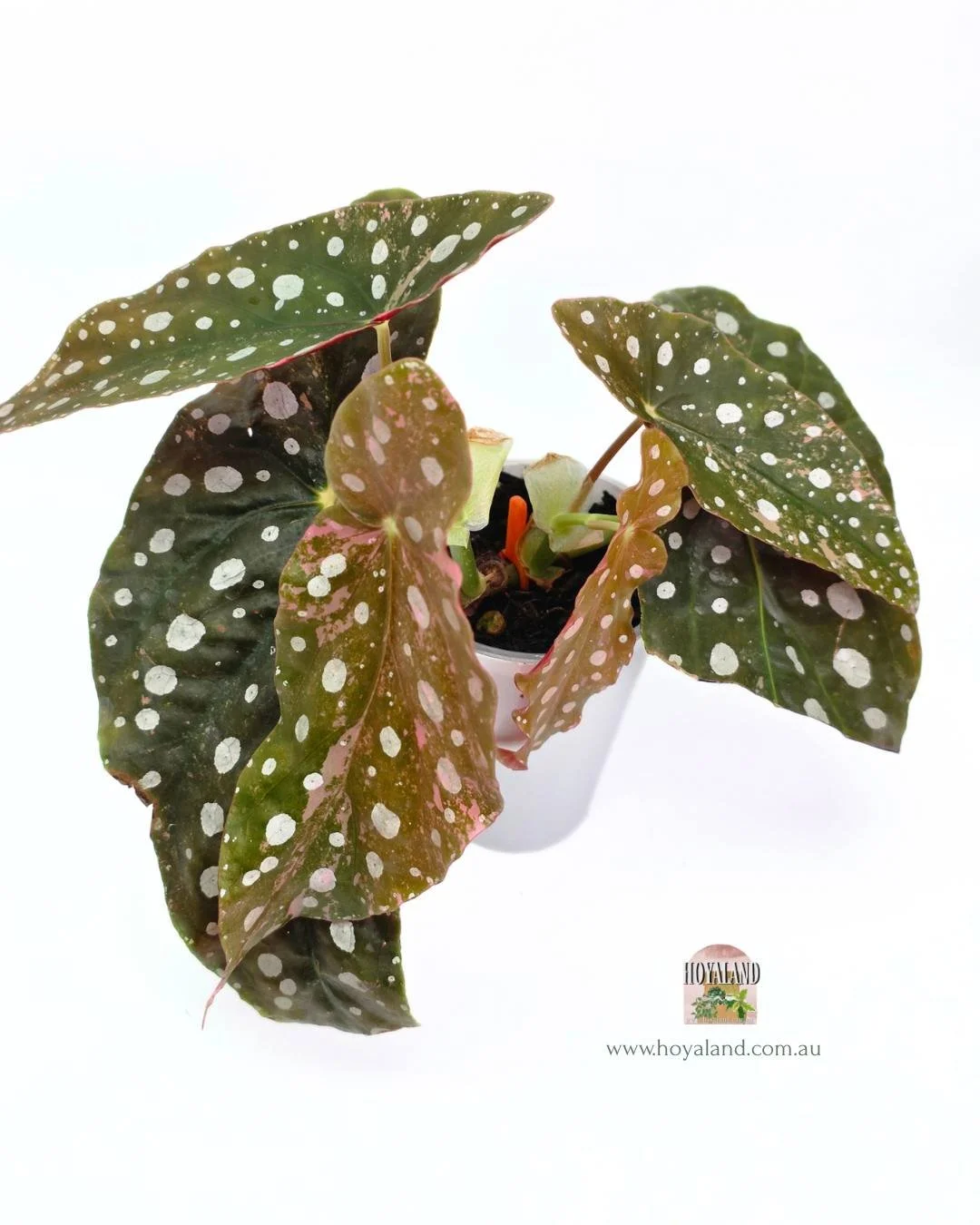 Begonia maculata wightii var (4).jpg