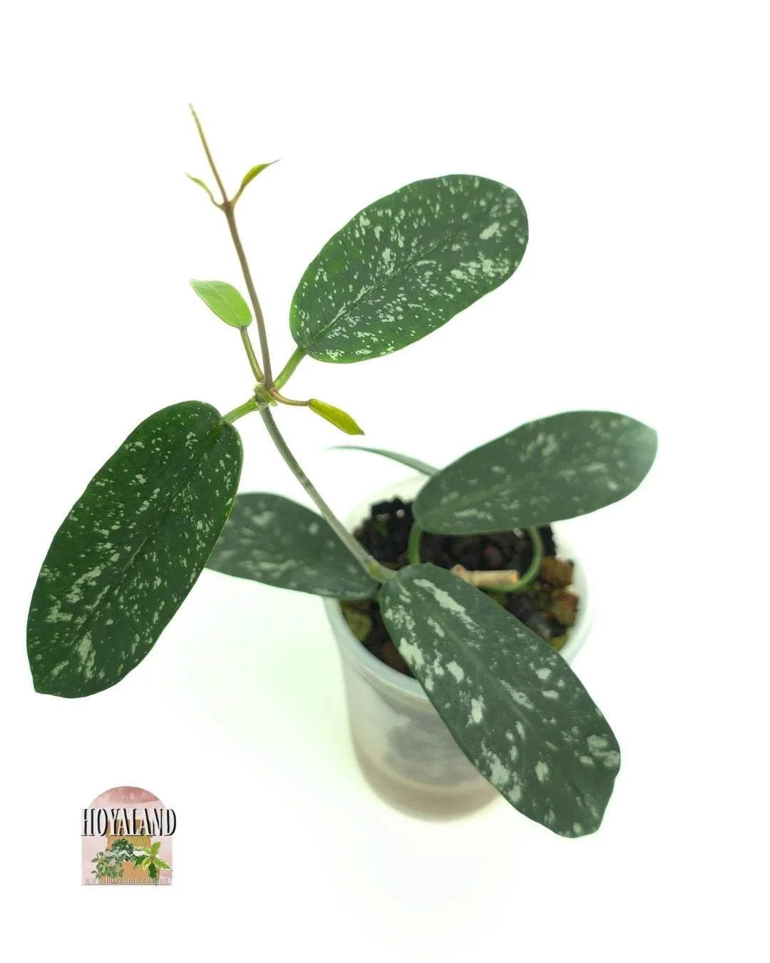 🌞 Hoya sungwookii (Hon Thom Phuoc Splash) | Splashy Leaves  🎇