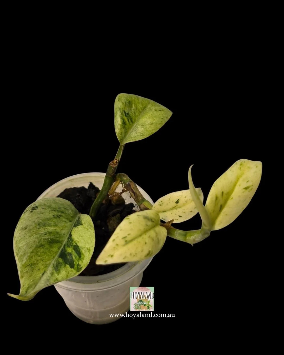 Raphidophora elliptifolia (1).jpg