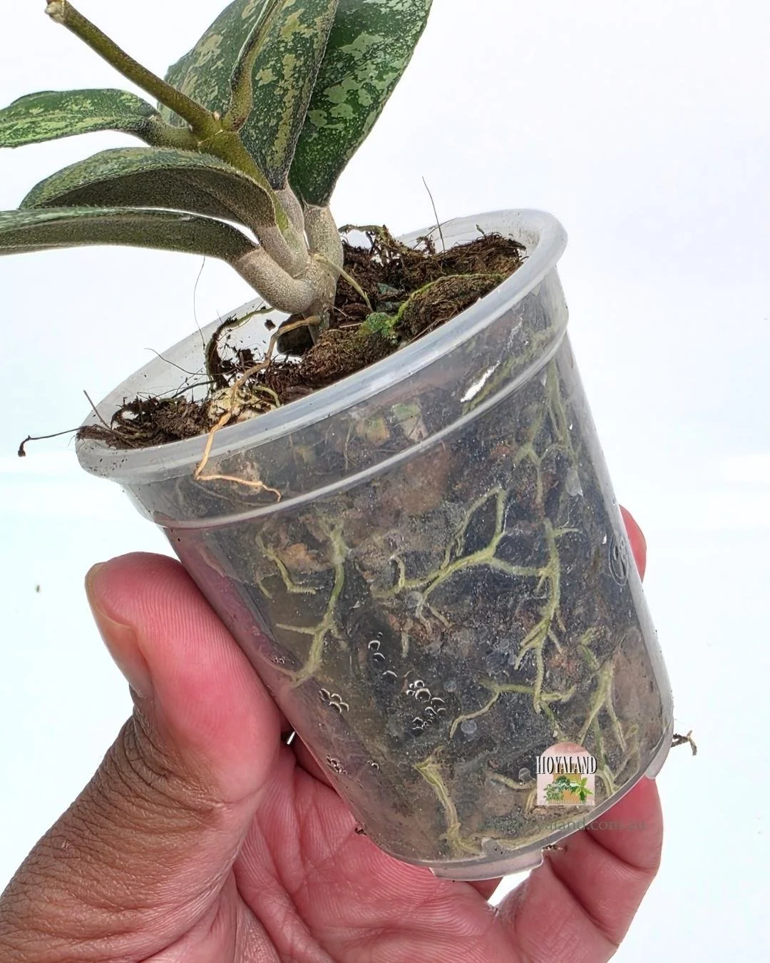 Hoya deykeae mountain dew (4).jpg