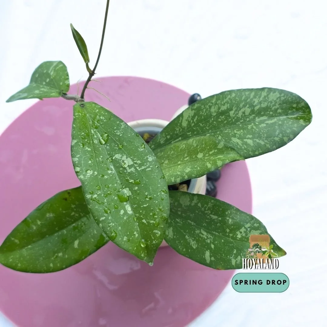 Hoya erythrina splash (4).jpg