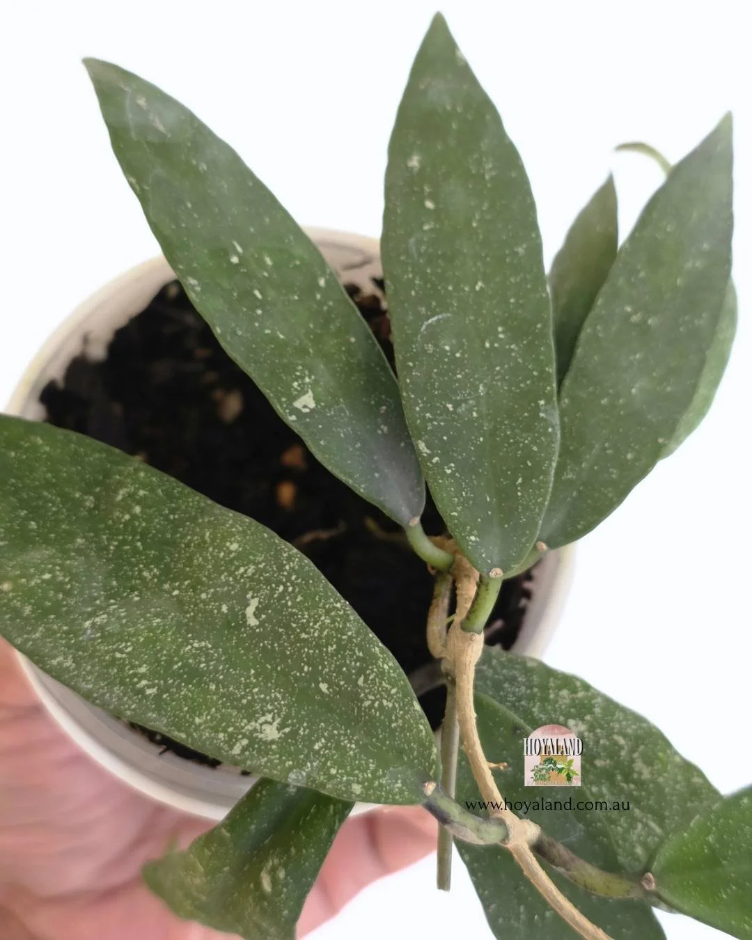 🍂 Hoya Scortechinii  UT 001 - Rare Splashed Foliage