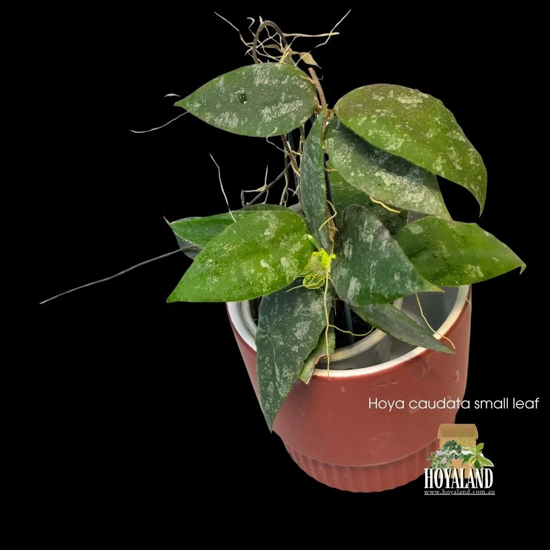 Hoya caudata small leaf (4).jpg