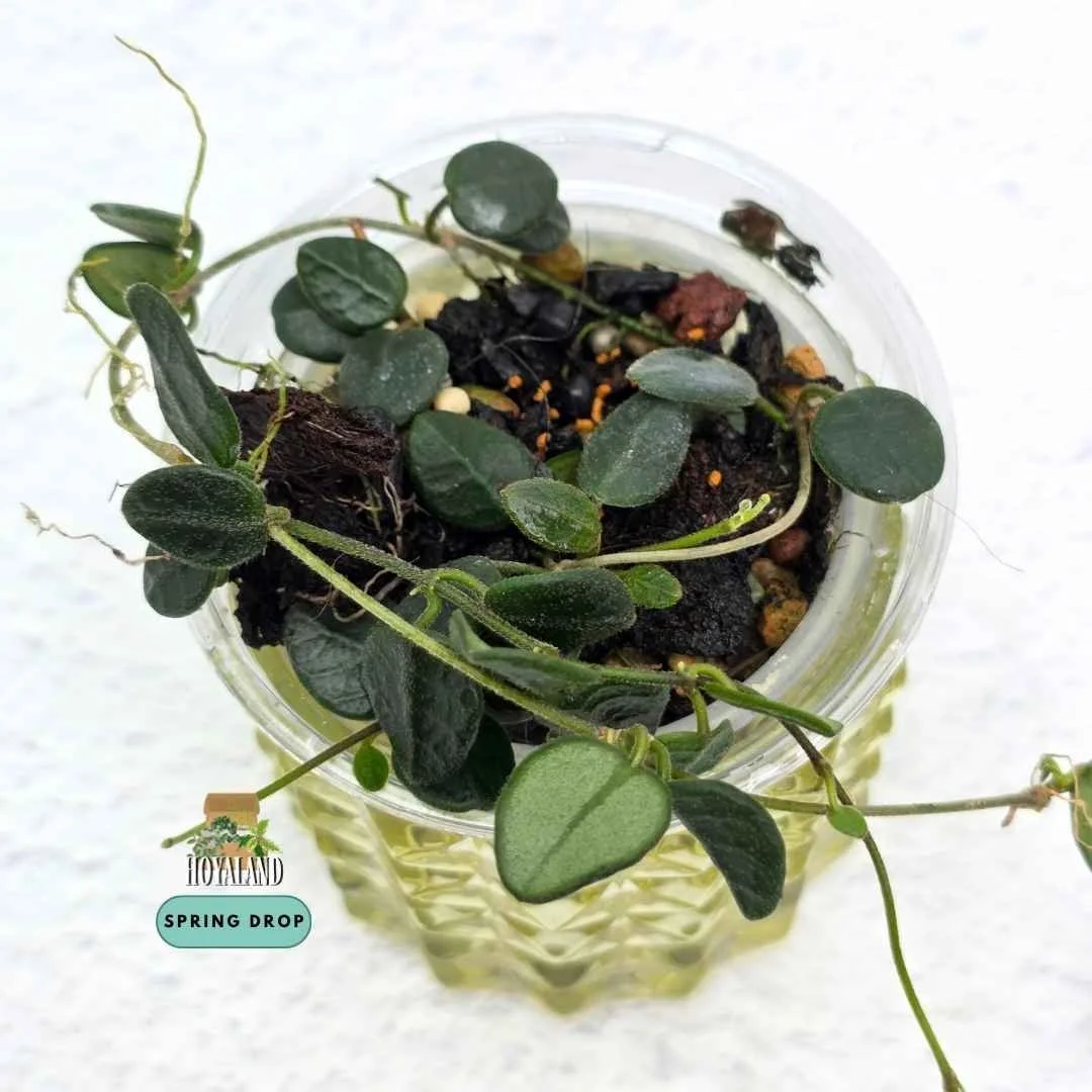 Established Hoya tengchongensis showing dense cascading miniature green leaves and delicate button-sized floral umbels