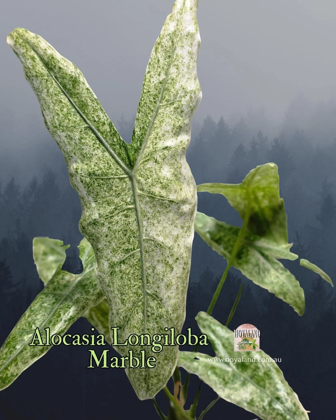 🍂  Alocasia Longiloba Marble