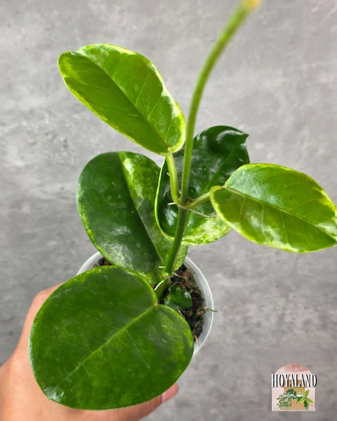 Hoya australis peridot (7).jpg