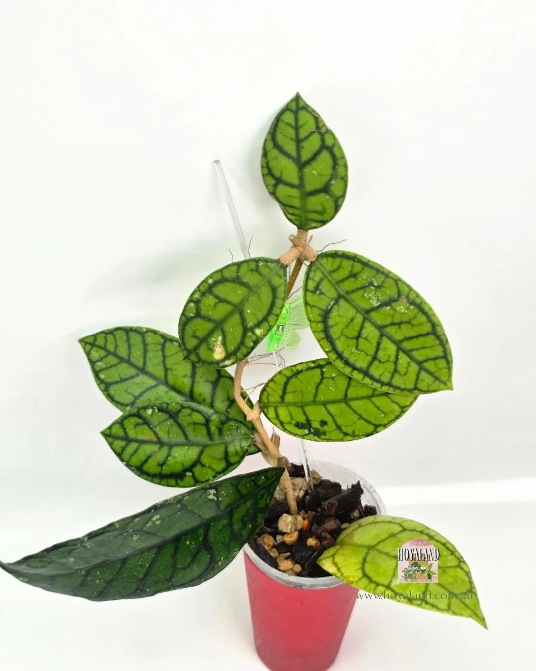 Hoya callistophylla vena (4).jpg