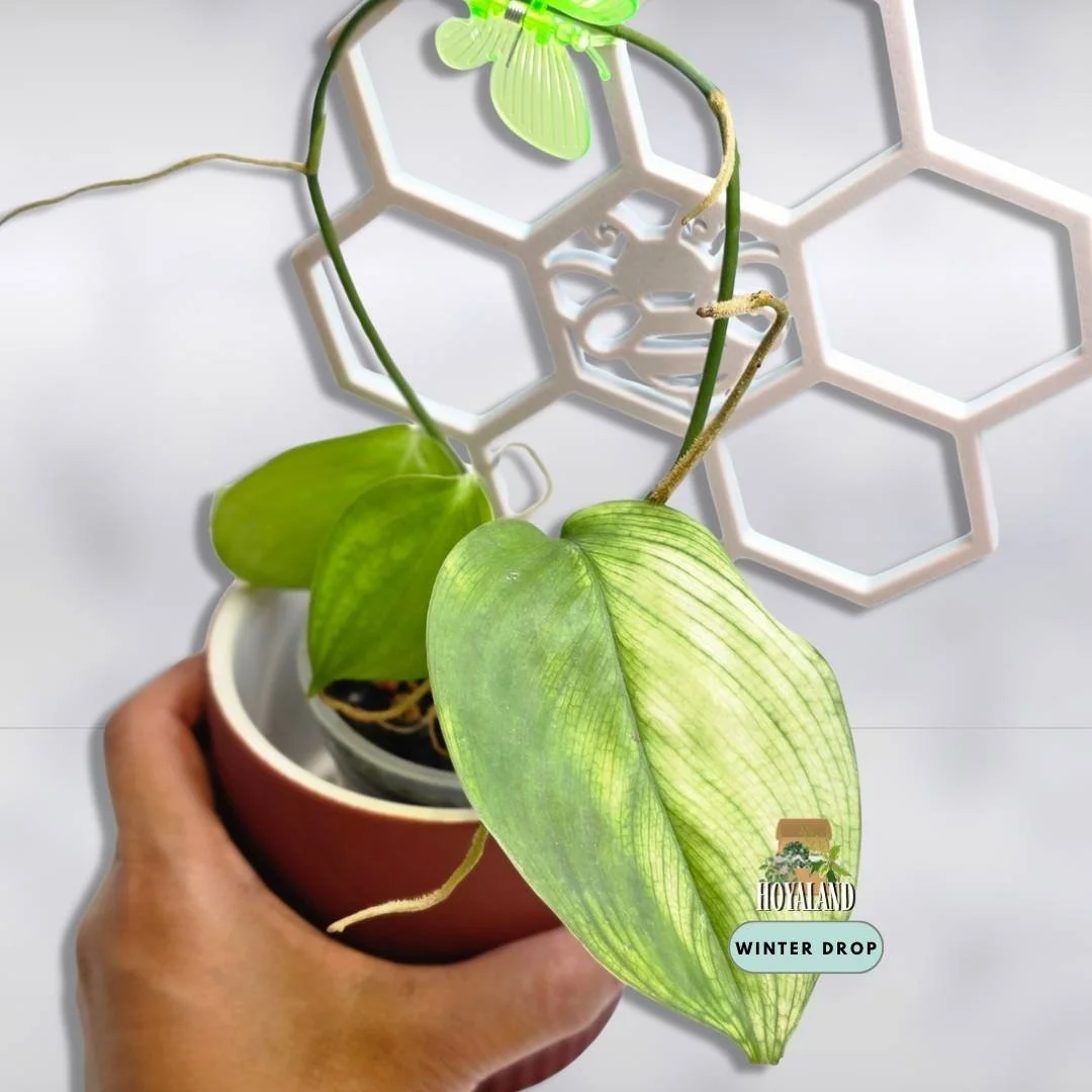 Scindapsus white monster (3).jpg