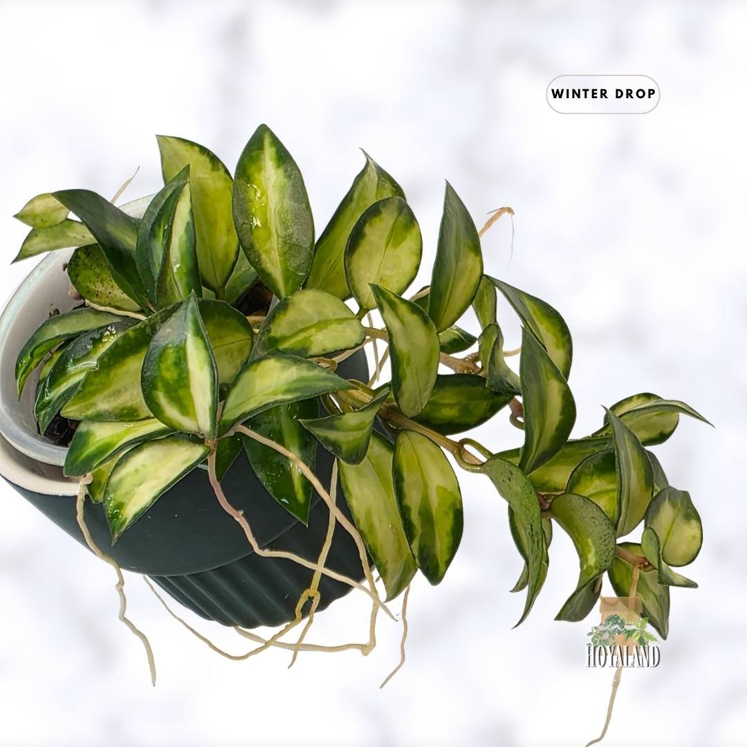 buy-rare-hoya-lacunosa-bruno-wavy-tricolor-leaves-australia.webp (4).jpg