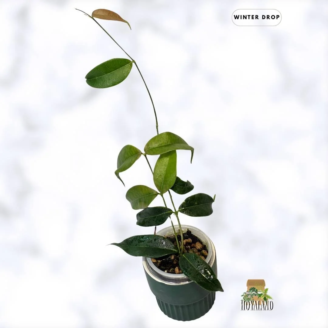 buy-rare-hoya-medusa-fragrant-bronze-leaves-australia.webp b (1).jpg