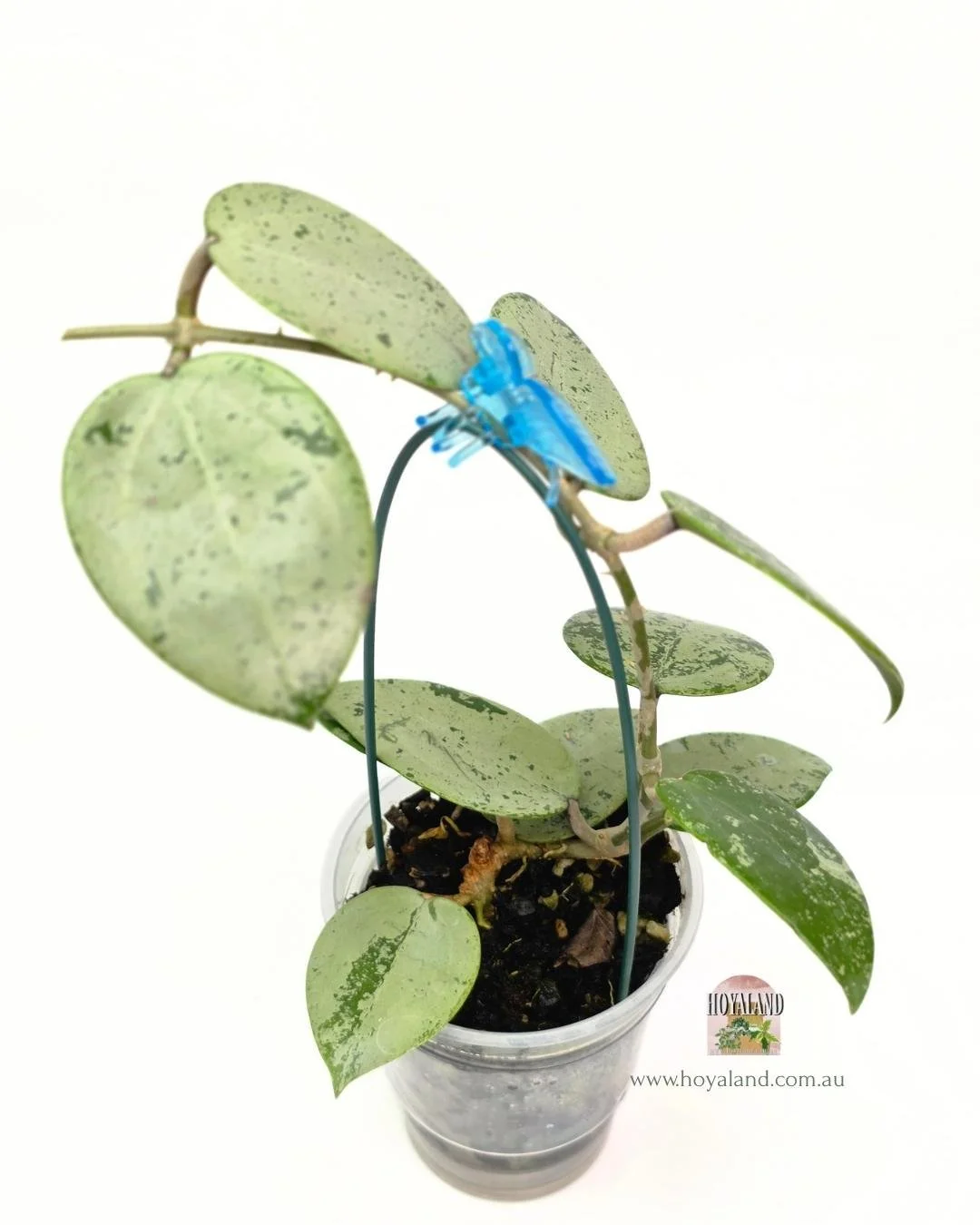 Hoya verticillata heart silver.jpg