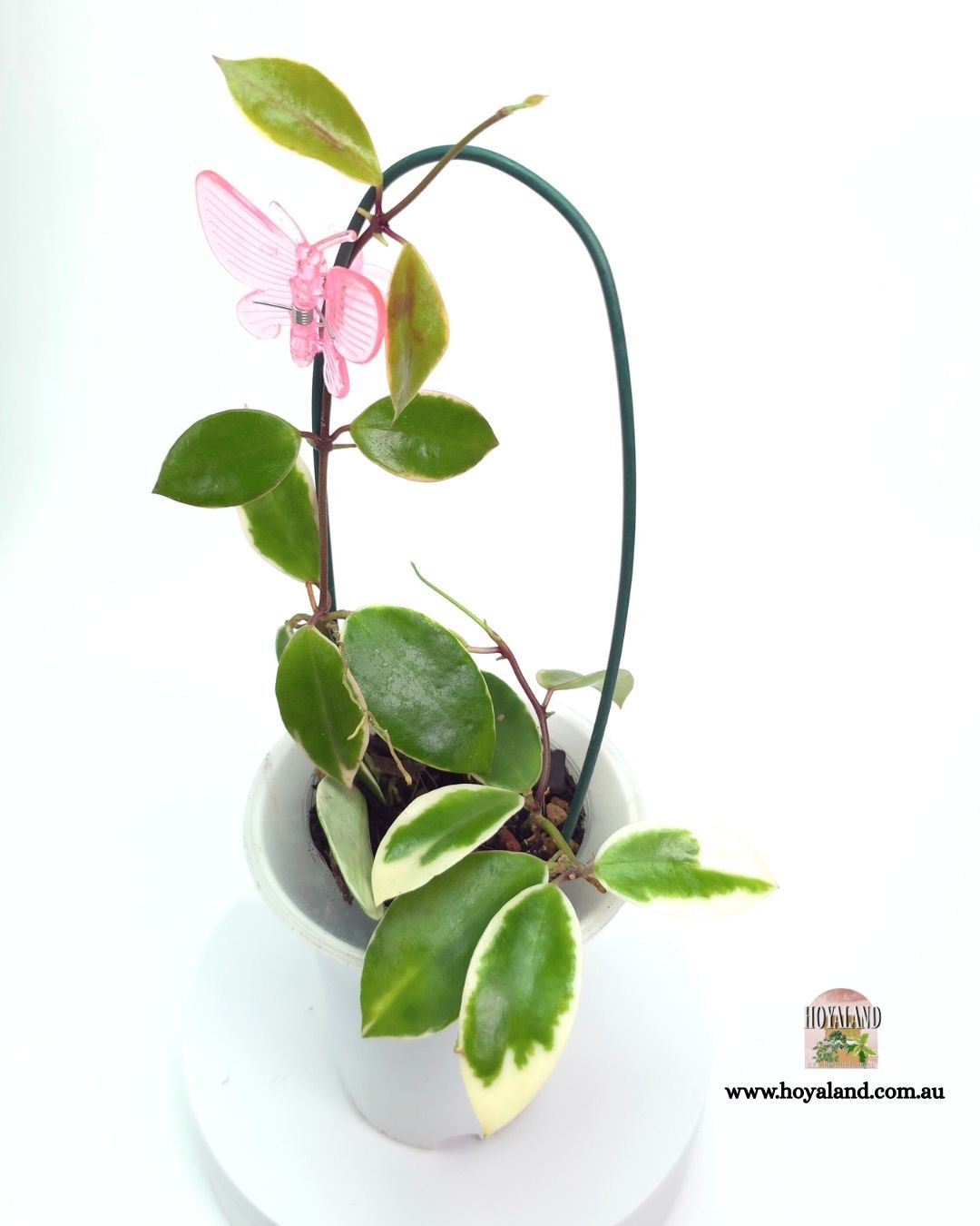 Hoya Halophila Albo (3).jpg