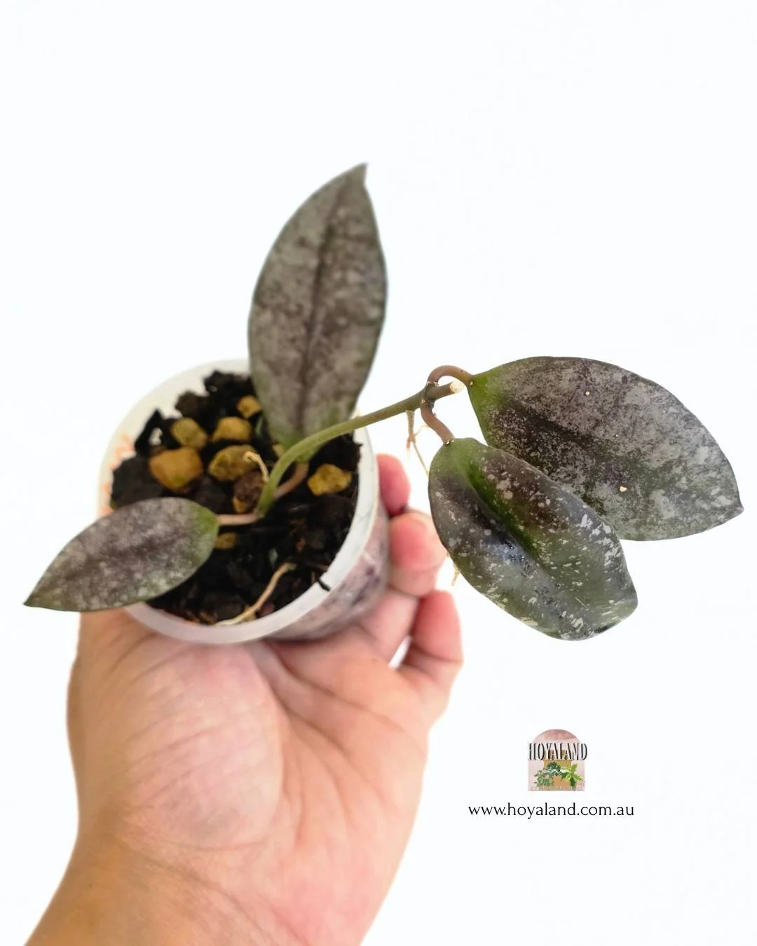 Hoya walliniana silver 2 (2).jpg