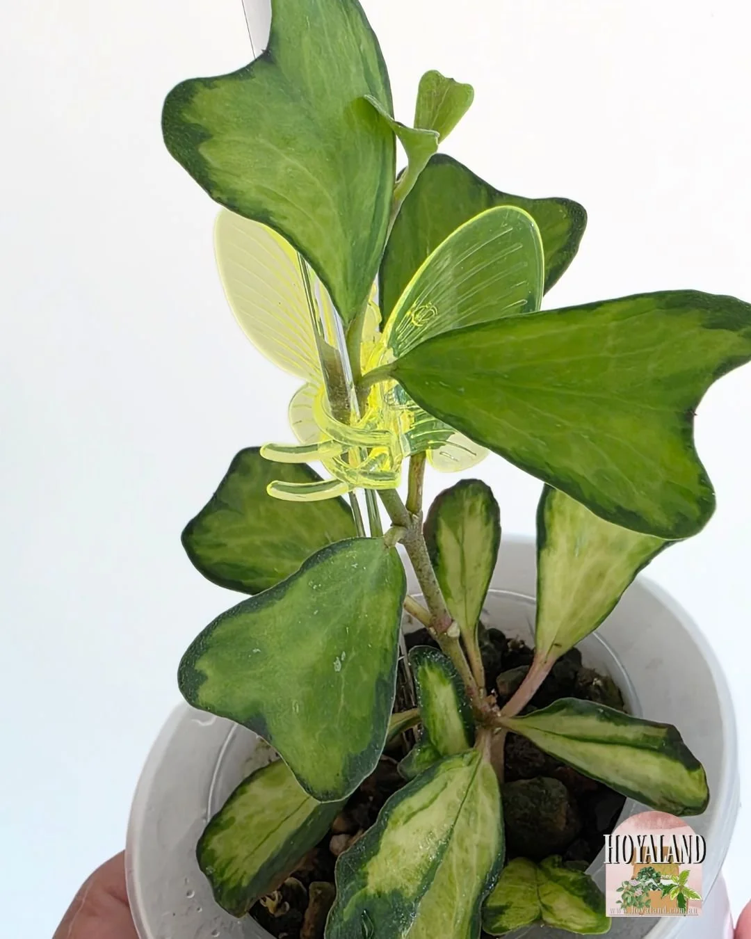 Hoya manipurensis variegata (3).jpg