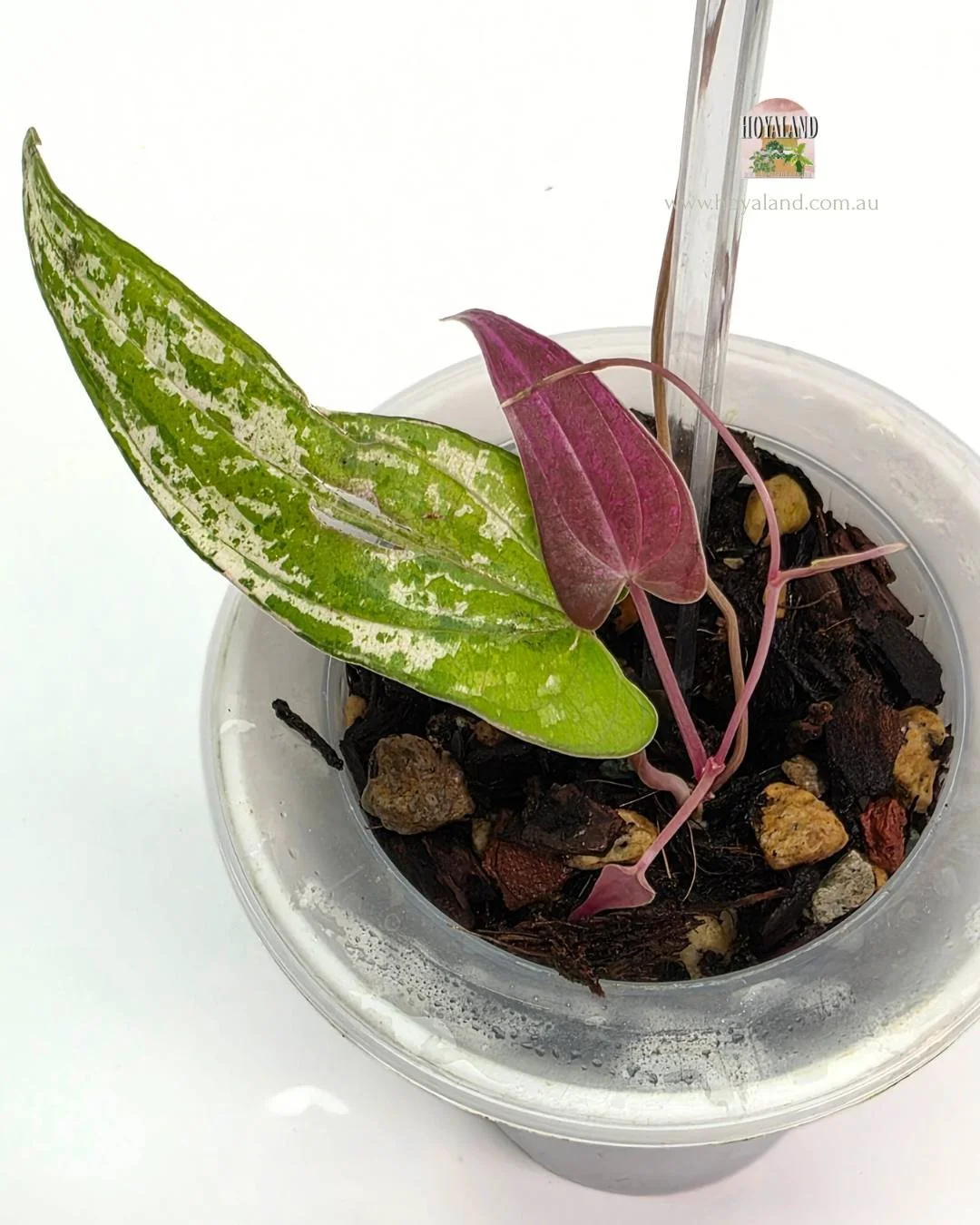 Dioscorea Pixel (6).jpg