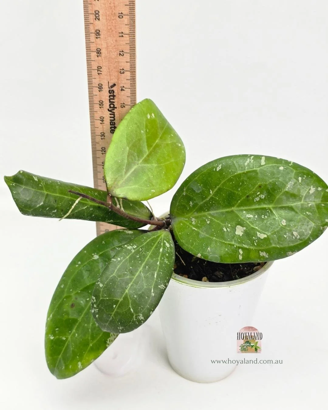 Hoya Michele (5).jpg