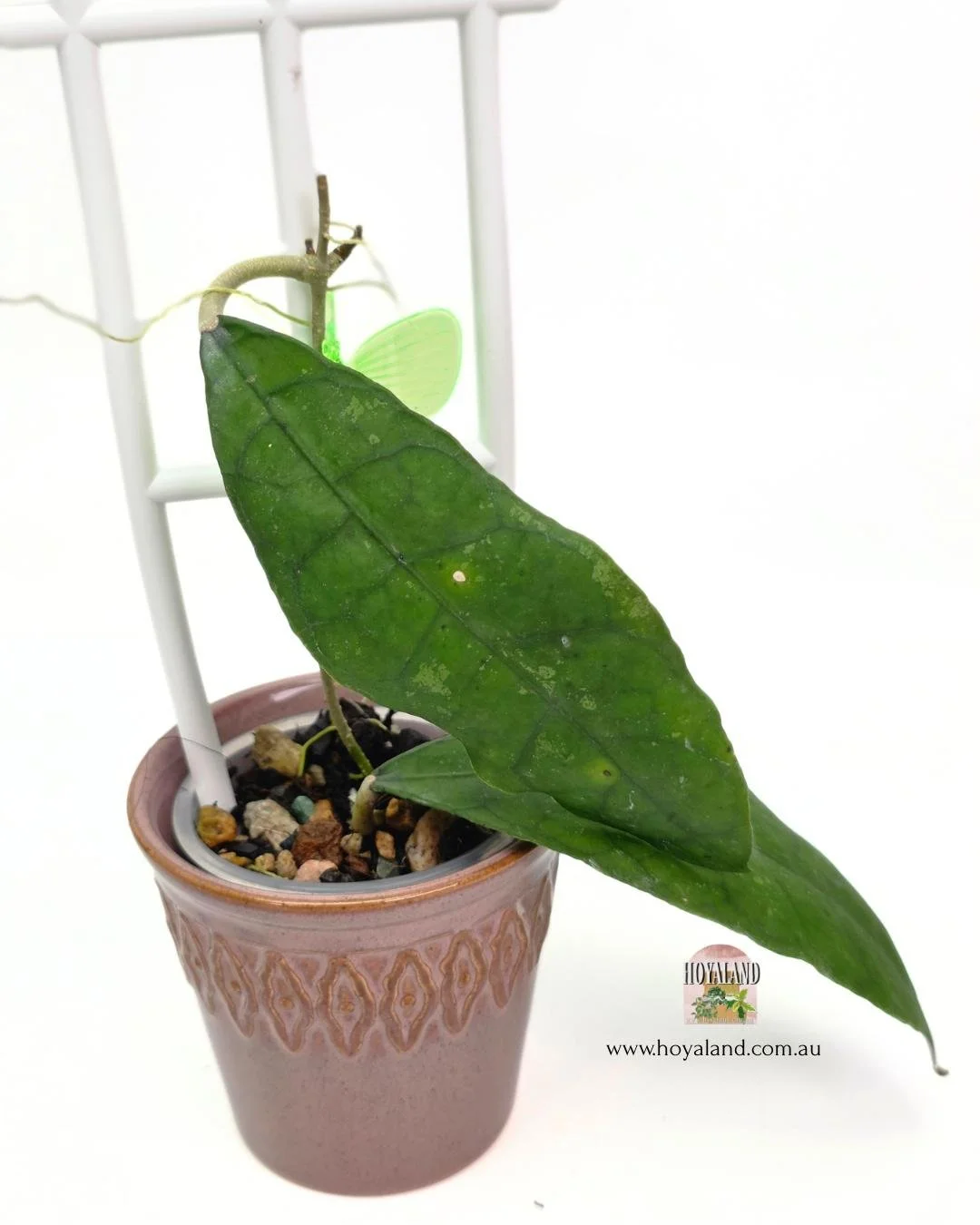 🍂Hoya sp Perak Teddy Bear Small