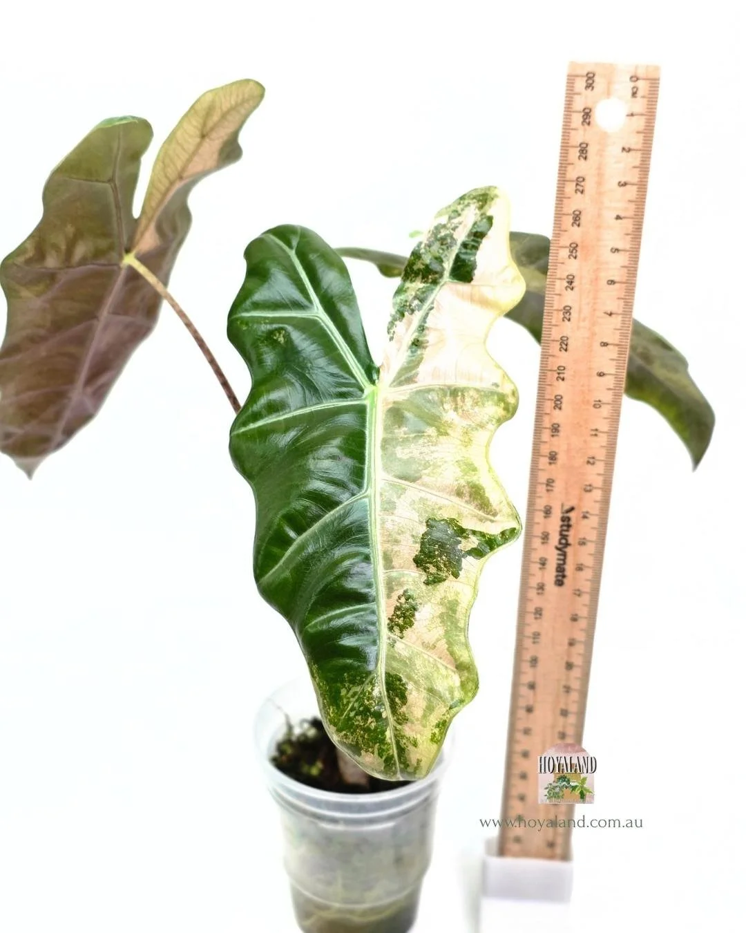 Alocasia pseudo sanderiana pink (1).jpg