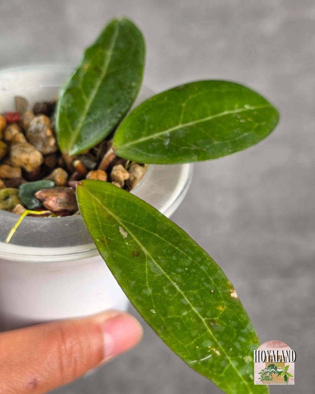 Hoya Love Affair B (2).jpg