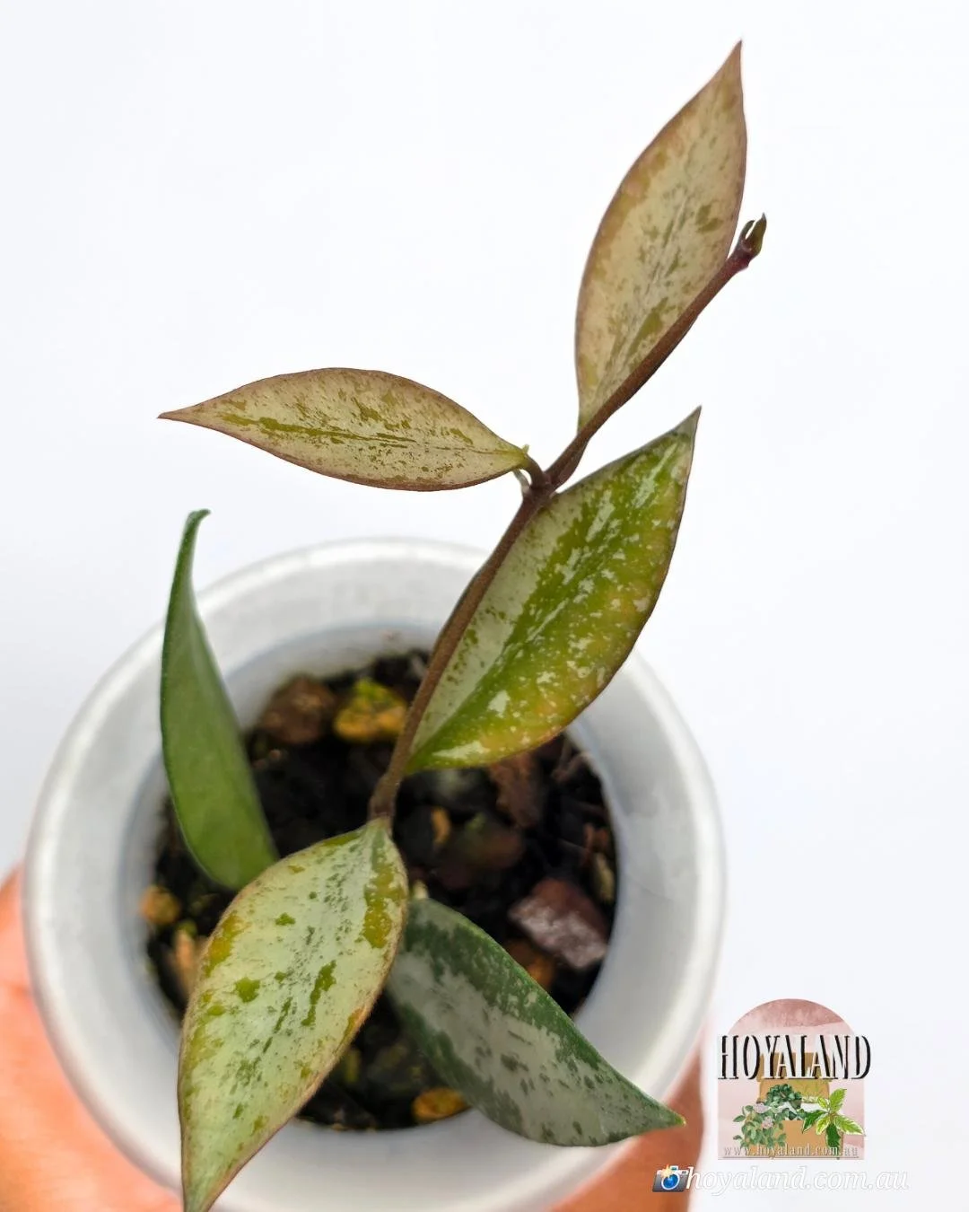 Hoya Rosita Silver (2).jpg