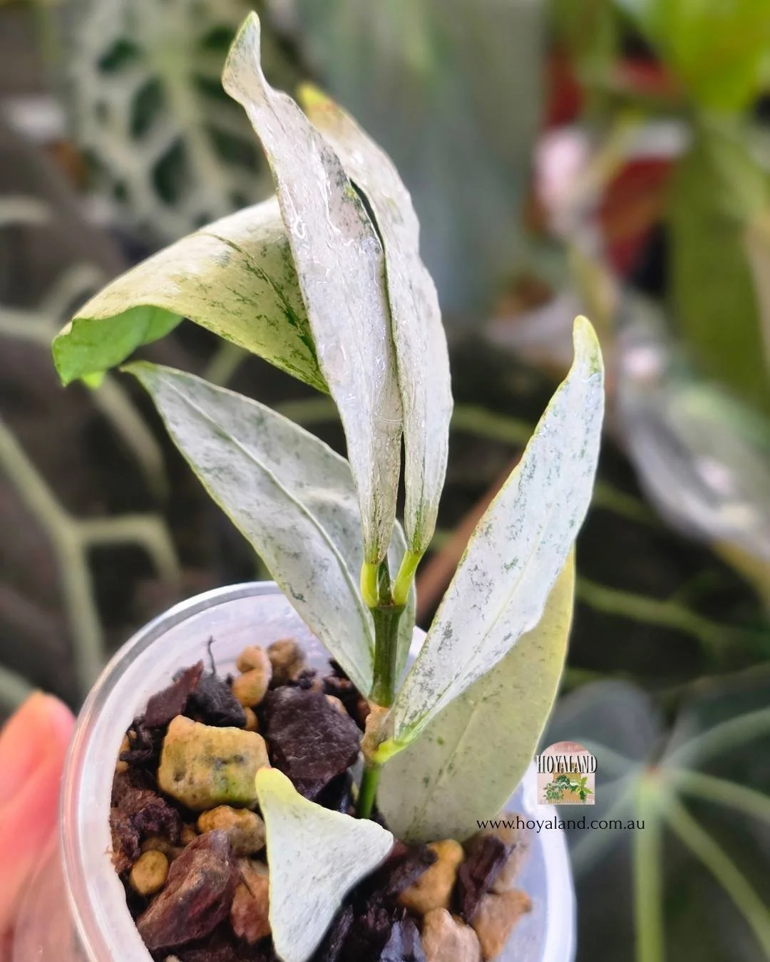 🍂 Hoya amicabilis silver