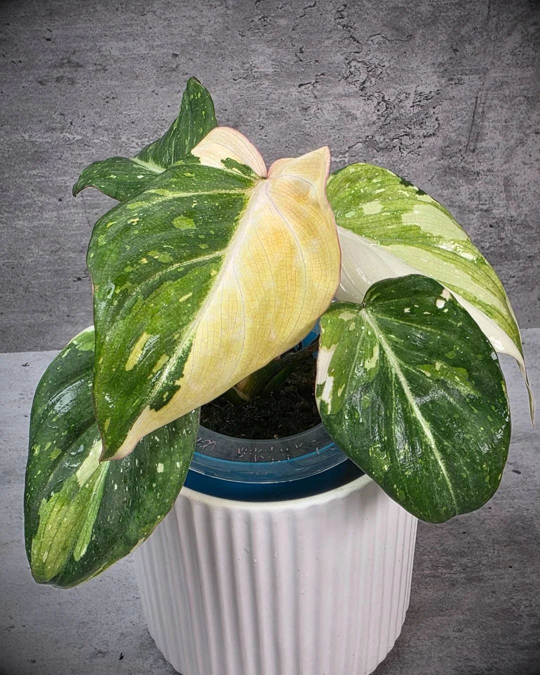 Philodendron gloriosum var (6).jpg