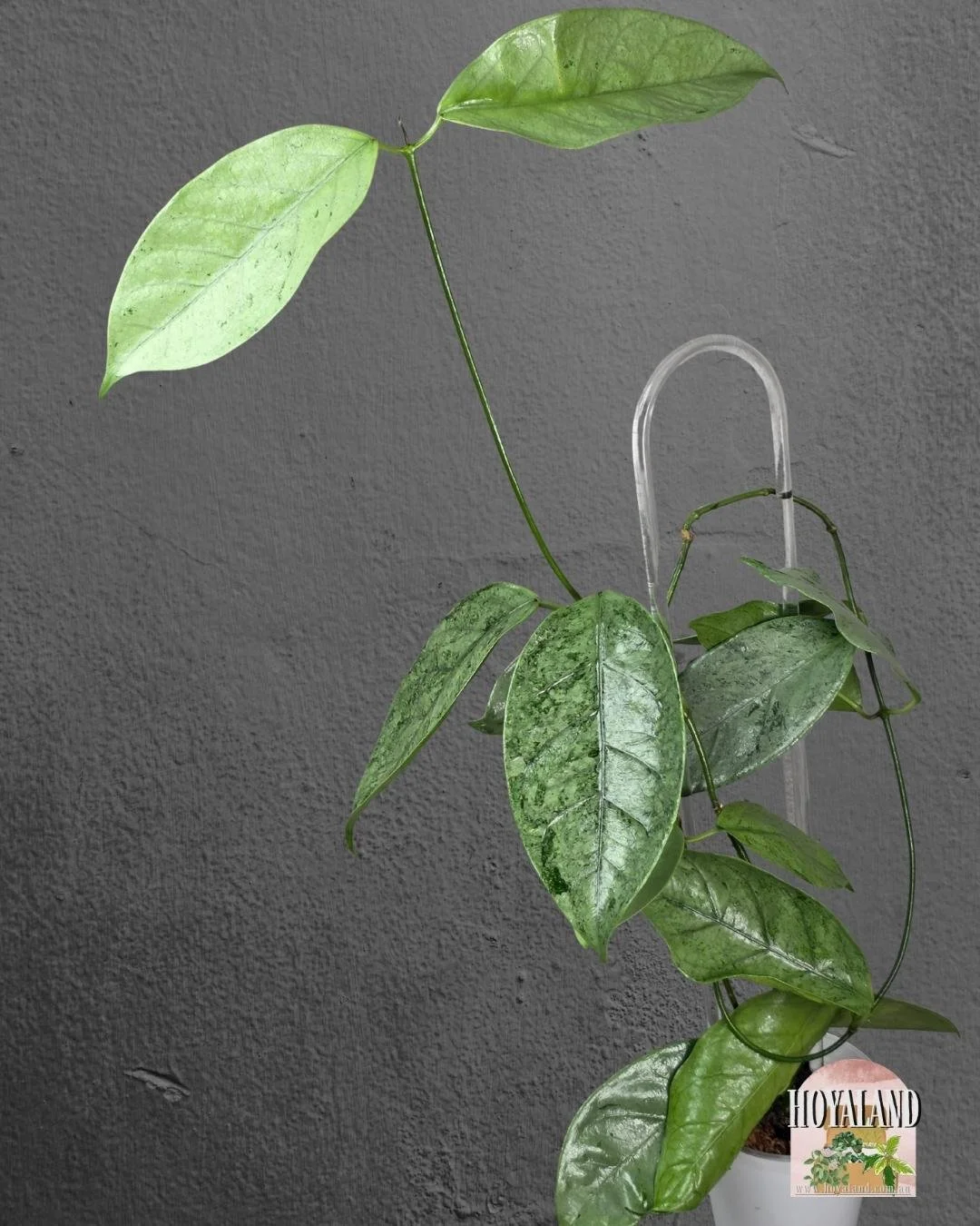 Hoya coriacea silver (3).jpg