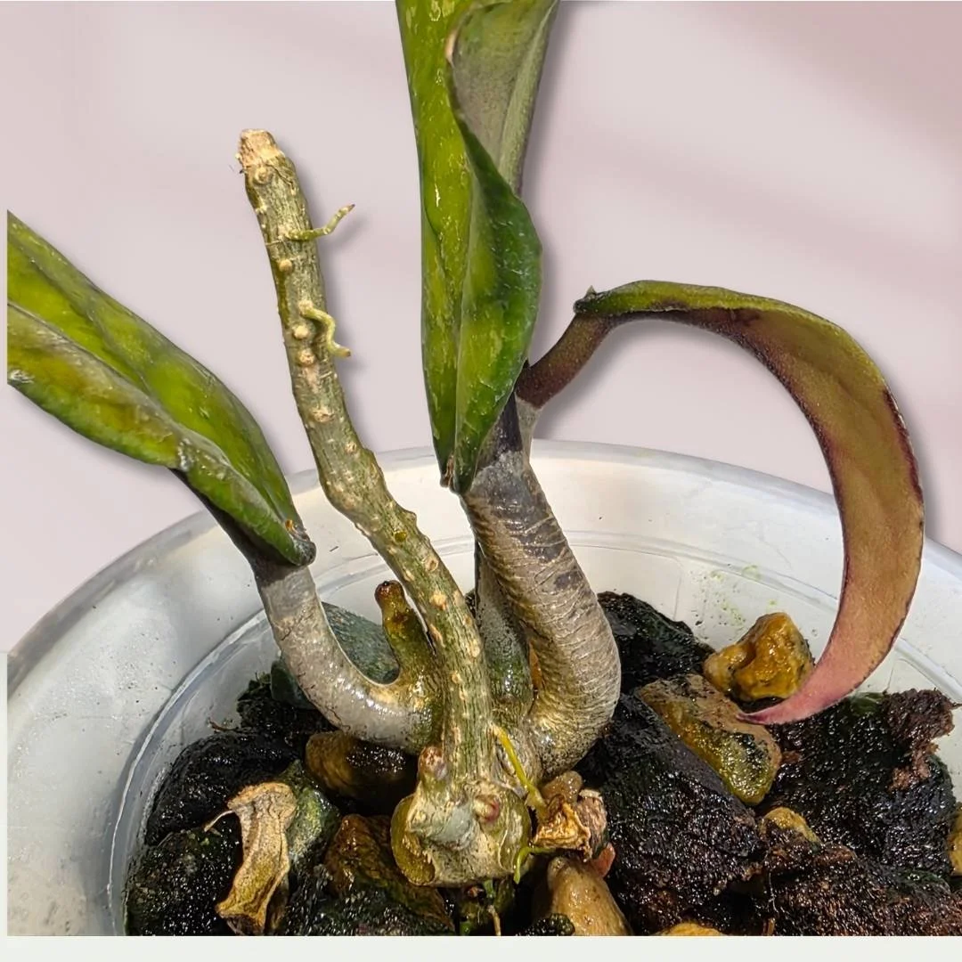 Established Hoya aceh Takengon Rimba with two active growth points and wavy ruffled leaves