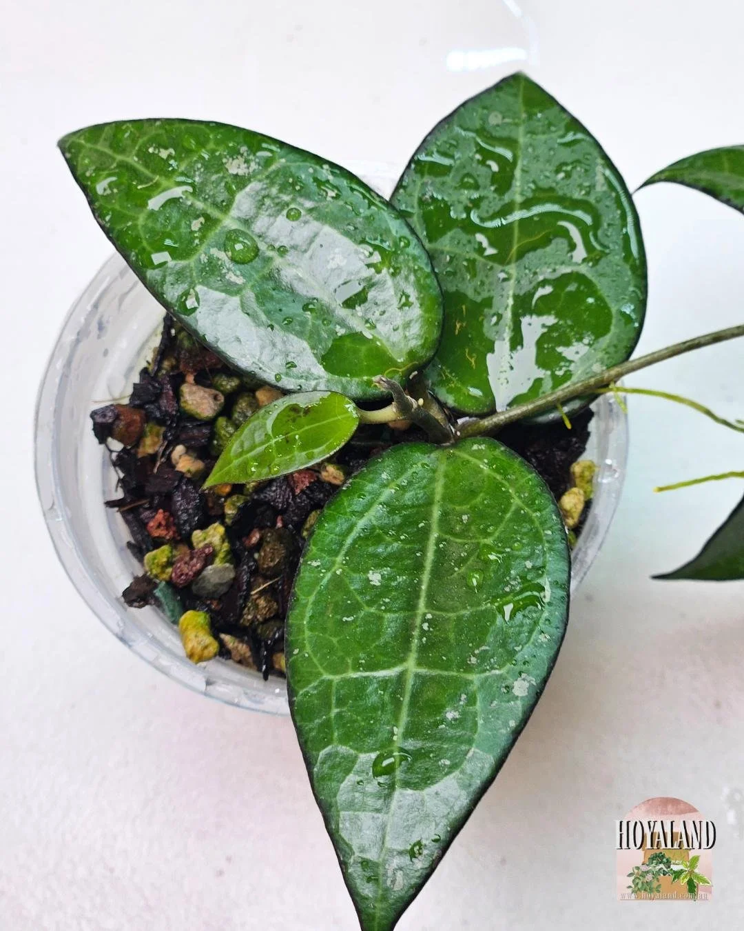 Hoya verticillata black margin (4).jpg