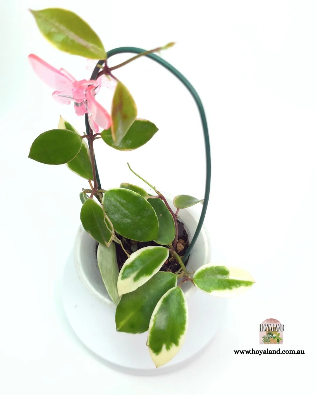Hoya Halophila Albo (2).jpg