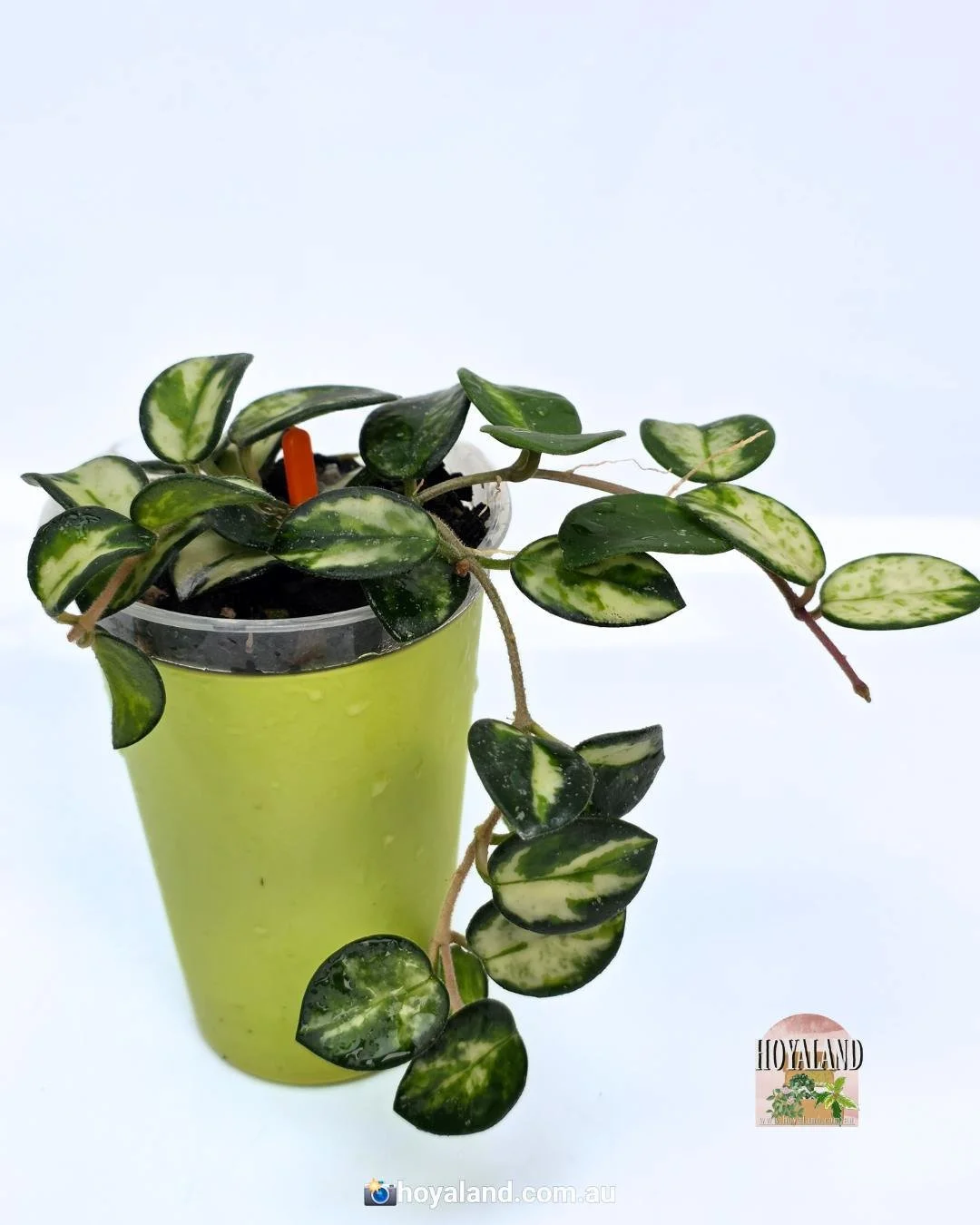 Hoya mathilde variegata base (5).jpg