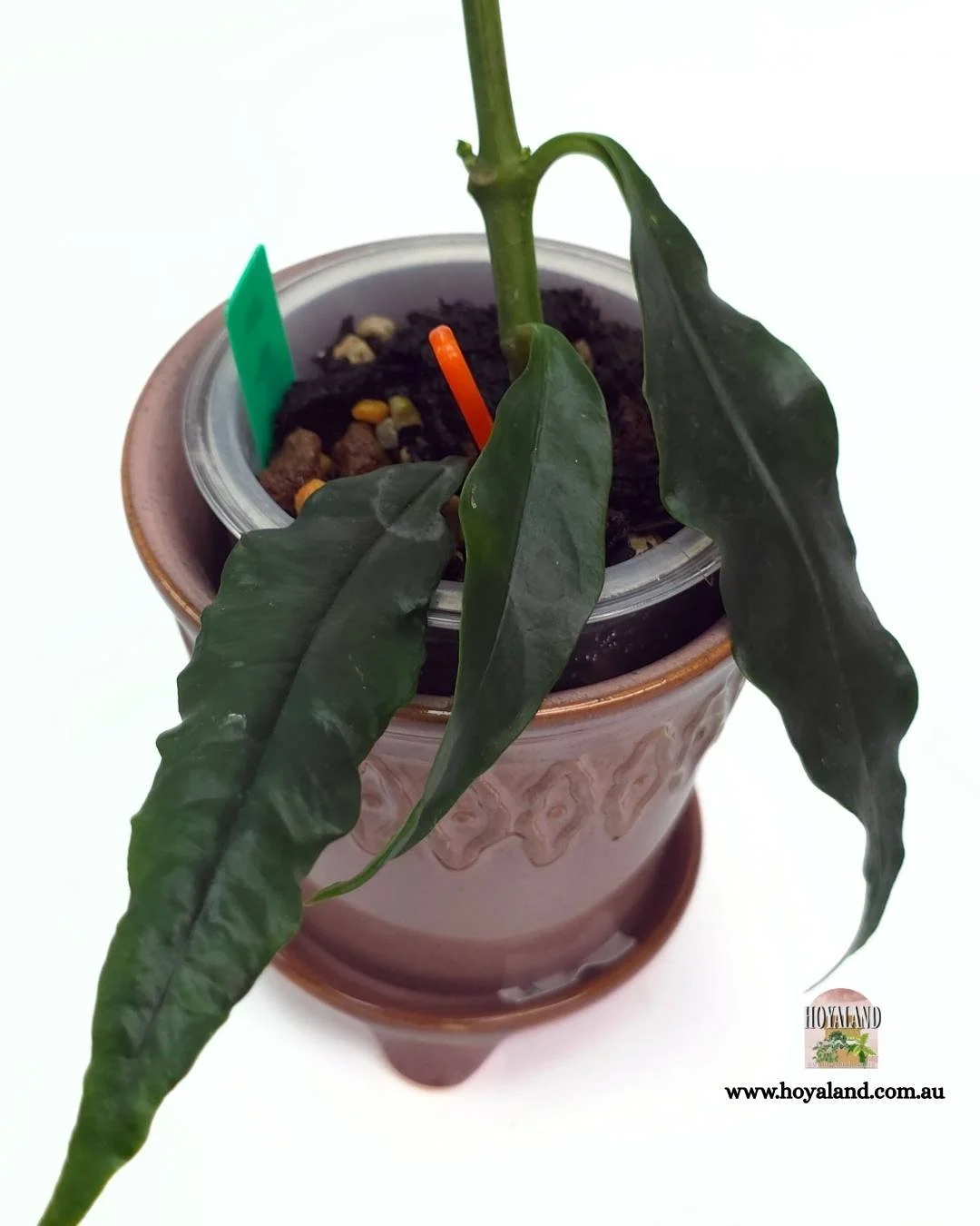 Hoya decipulae (5).jpg