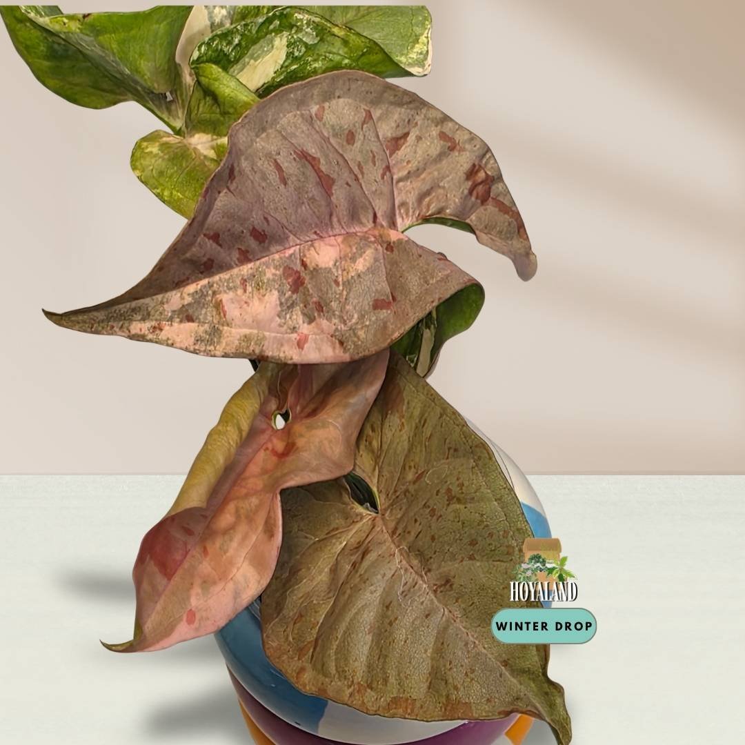 Syngonium 'Double Pink' (High-Contrast Pink Splash Mutation) A