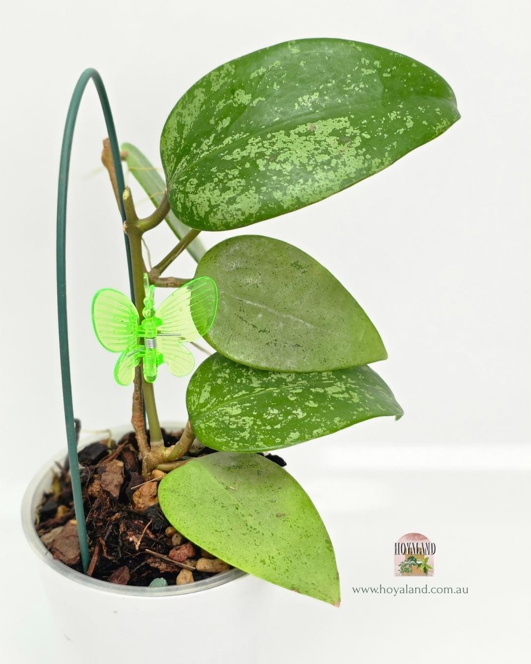 Hoya AH Aurora (6).jpg