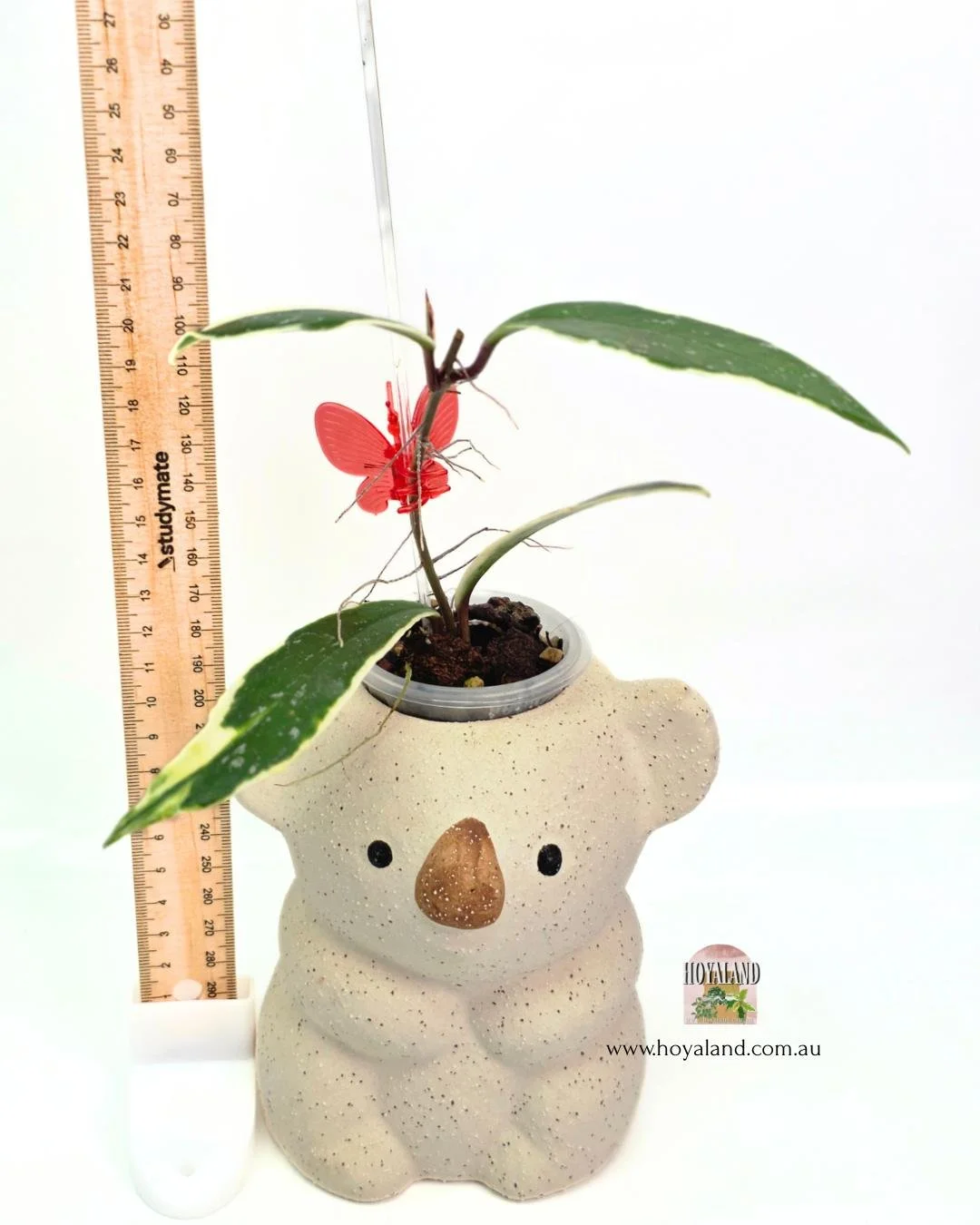 Hoya pubicalyx albo 2 (4).jpg