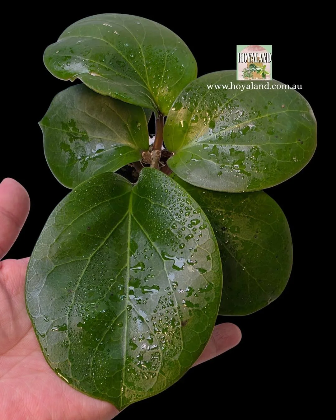 ⛄  Hoya  Rhiannon Kerrii x Erythrina Hybrid