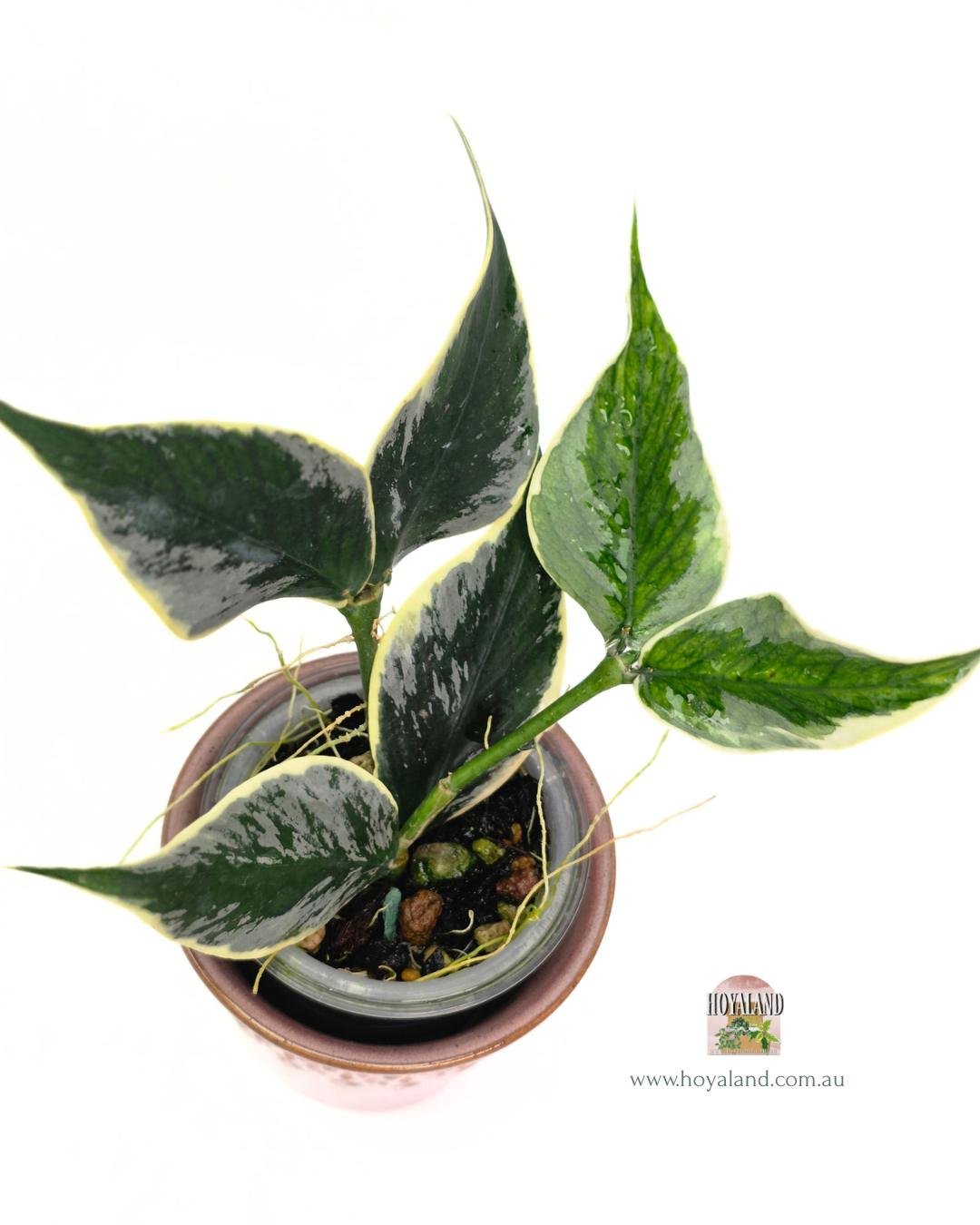 Hoya polyneura jasminka.jpg