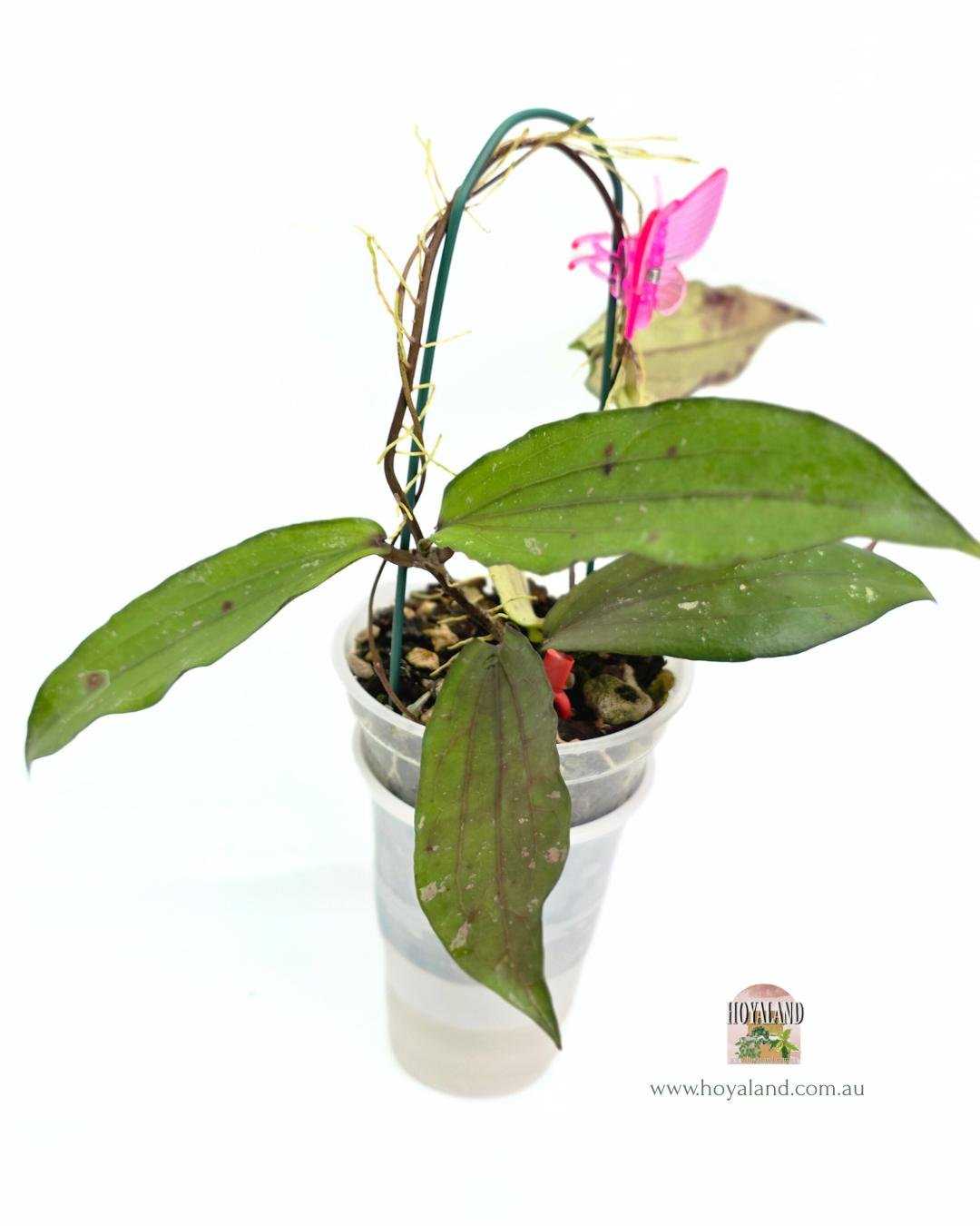 Hoya erythrina Bacho.jpg