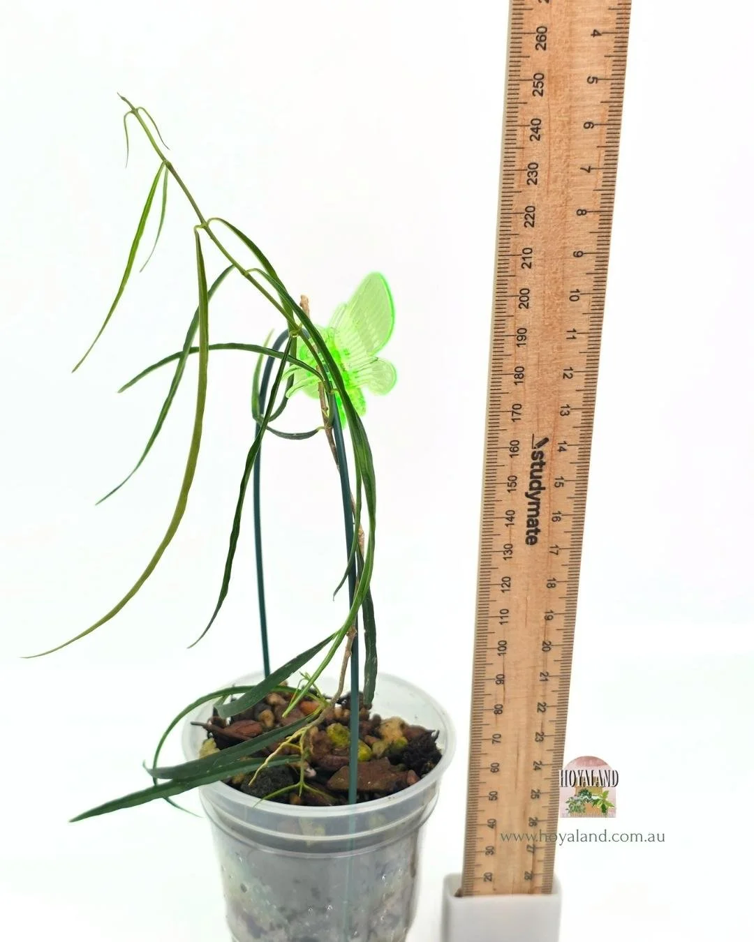 🍂 Hoya Stenophylla | Rare Grass-Like Foliage A