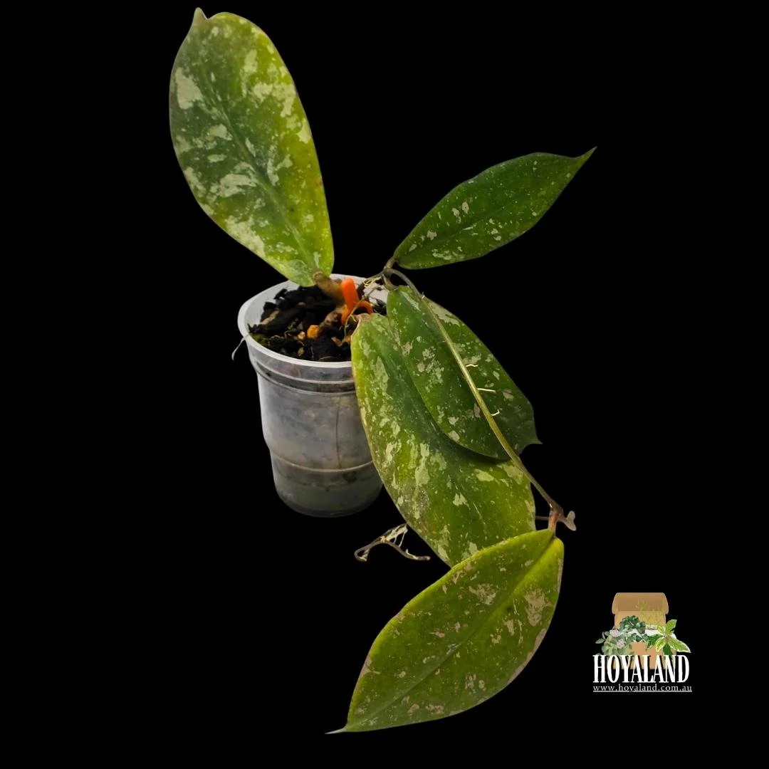 Hoya mitrata splash (4).jpg