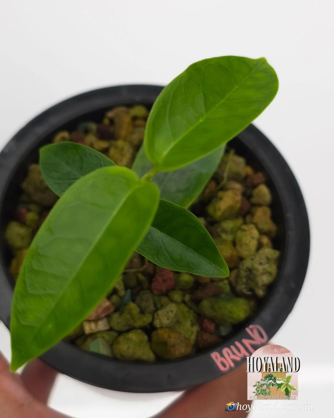 🍂 NEW Hoya Bruno Queen (campanulata x densifolia)