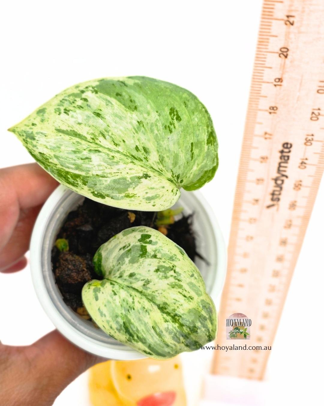 Scindapsus tembaga.jpg