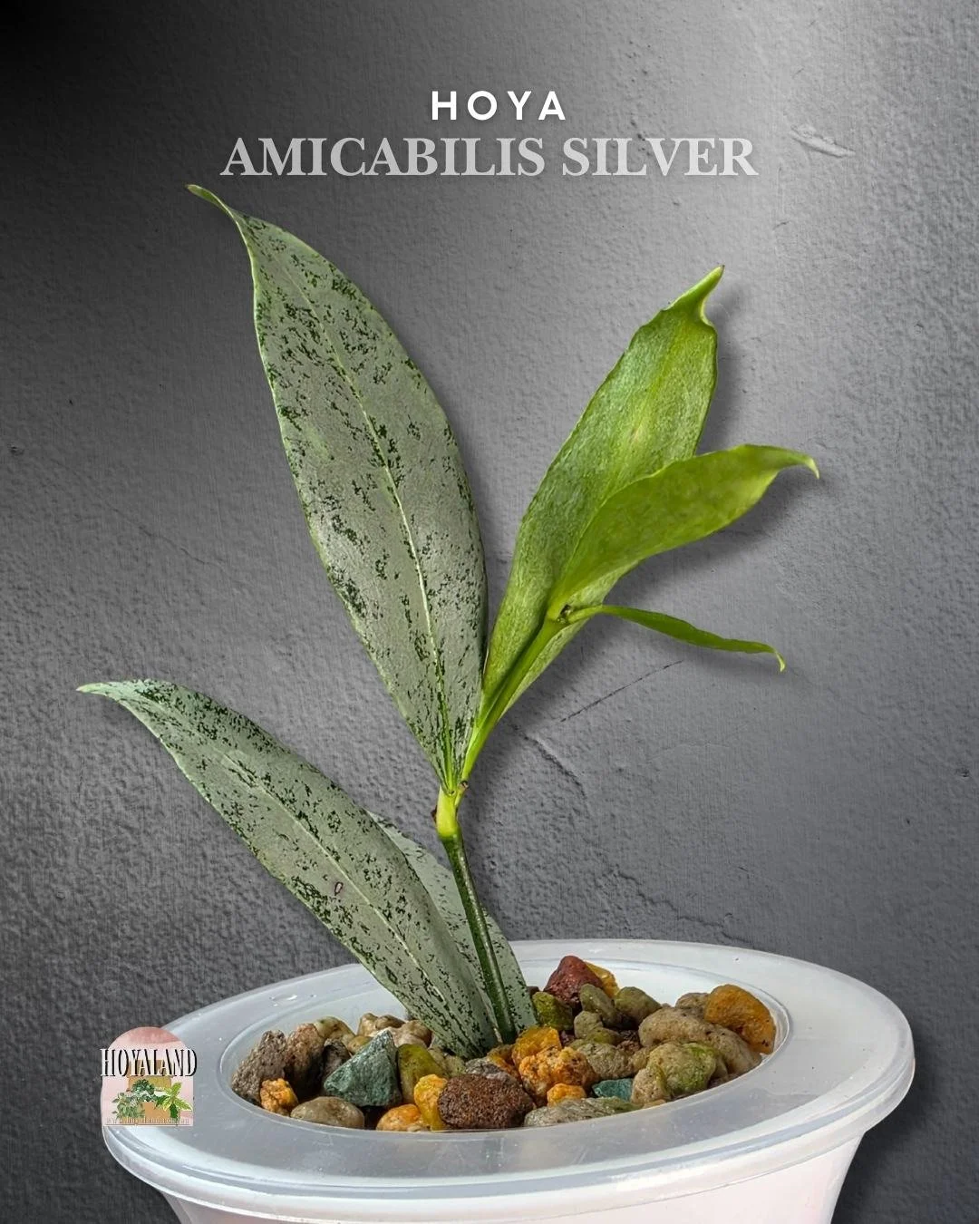 Hoya amicabilis silver (4).jpg