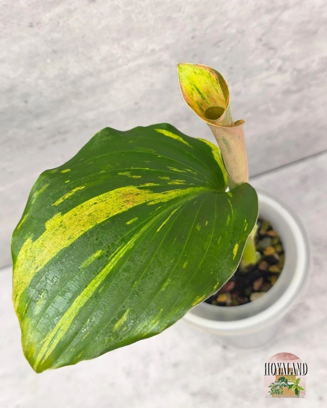 Kaempferia Variegata (2).jpg