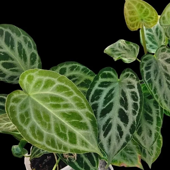 Silver veined anthurium leaves.