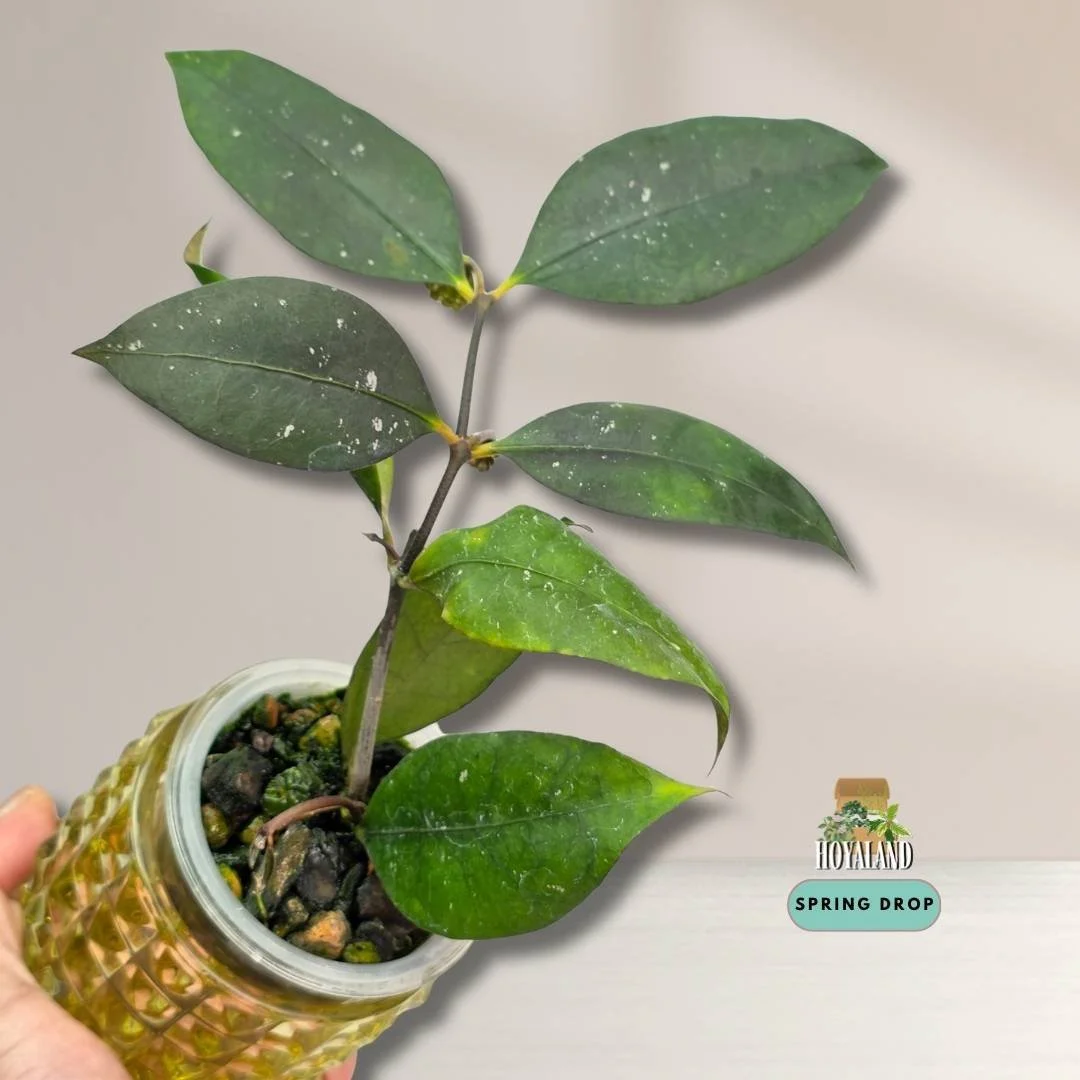 Established Hoya sp Jatim new clone with peduncles showing olive-to-red shifting blooms and thin leaves