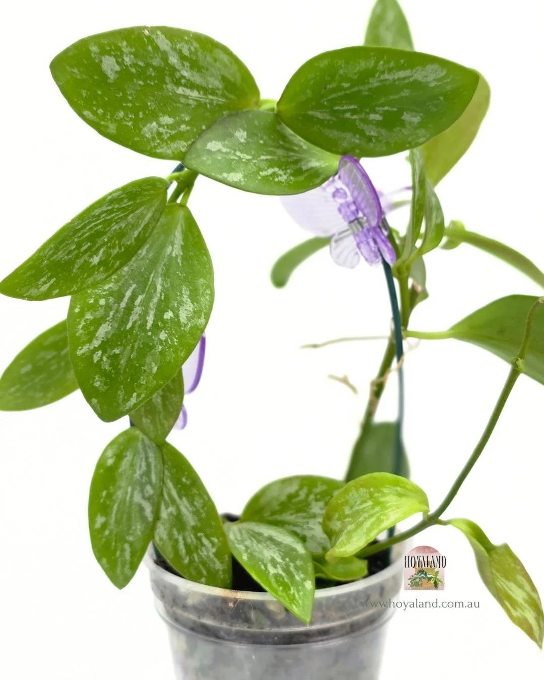 Hoya aff collina sp papua (4).jpg